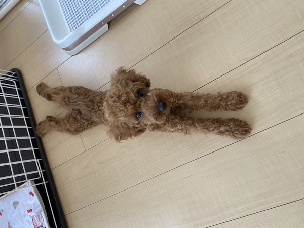 犬 譲ります トイプードル 愛知県 34844