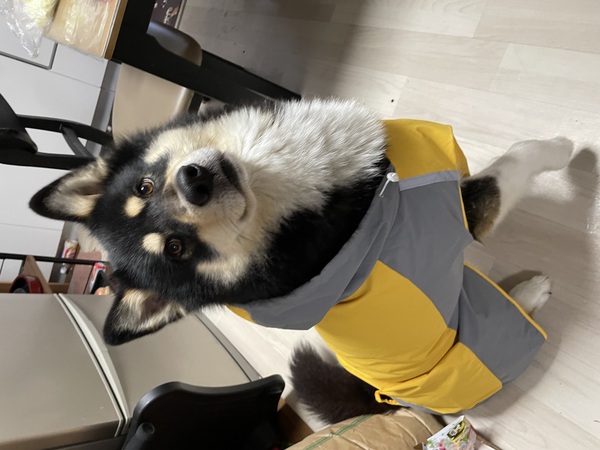 犬 譲ります ハスキー×ボーダーコリー 佐賀県 34861