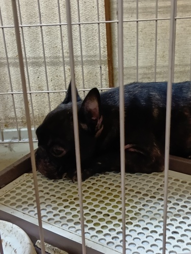 犬 譲ります フレンチブルドッグ 滋賀県 34866