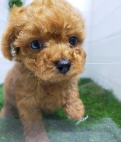 犬 譲ります 宮崎県 34938