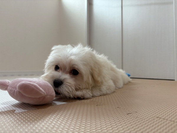 犬 譲ります マルプー 東京都 34944