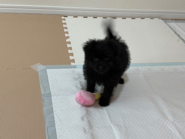 犬 譲ります ポメプー 東京都 34946