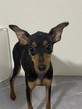 犬の里親 募集 ミニピン 35010