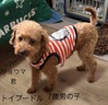 犬の里親 募集 トイプードル 35026