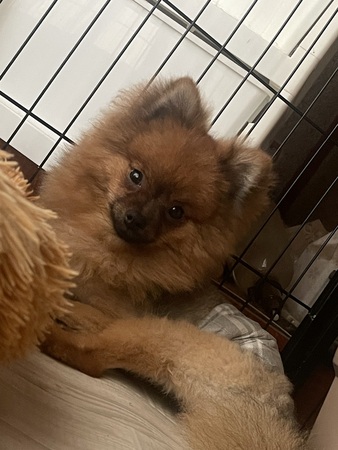犬 譲ります ポメラニアン 滋賀県 35027