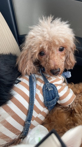 犬 譲ります トイプードル 滋賀県 35042