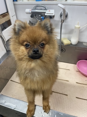 犬 譲ります ポメラニアン 滋賀県 35044