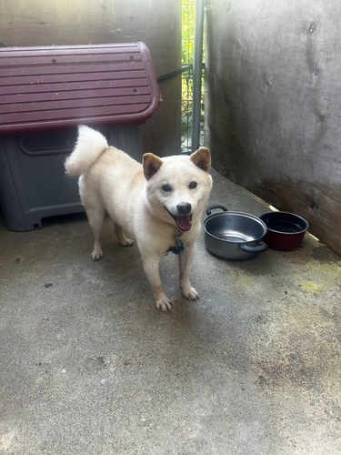 犬 譲ります 豆柴 岐阜県 35048