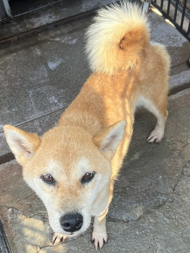 犬 譲ります 滋賀県 35055