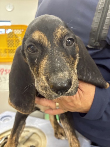 犬 譲ります ビーグルのハーフ 千葉県 35060