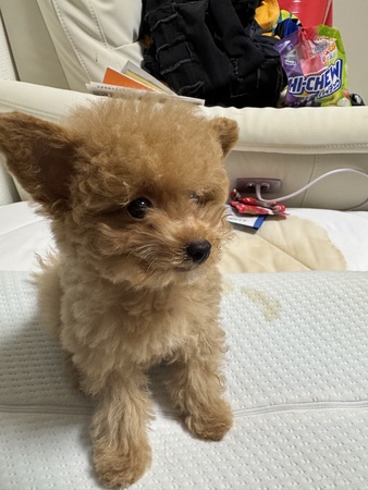 犬 譲ります トイプードル 大分県 35070