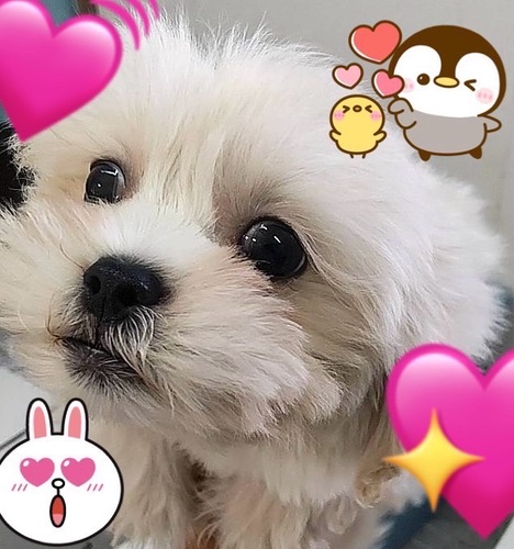 犬 譲ります ペキプー 千葉県 35071