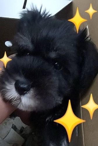 犬 譲ります シュナウザー 千葉県 35072