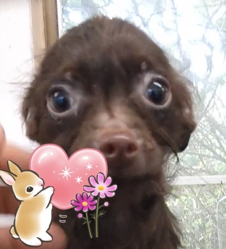 犬 譲ります チワプー 千葉県 35073