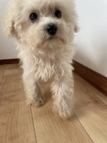 犬 譲ります ビションプー 福島県 35098