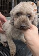犬の里親募集 35108