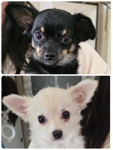 犬 譲ります 群馬県 35109