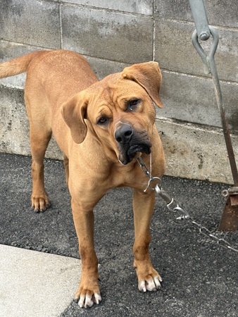 犬 譲ります 土佐犬 滋賀県 35111