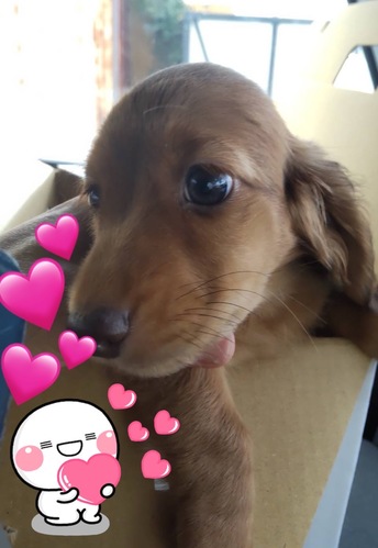 犬 譲ります ミニチュアダックス 千葉県 35123