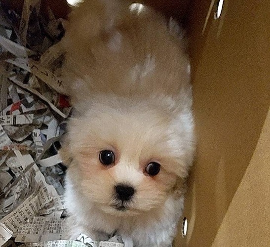 犬 譲ります ペキプー 千葉県 35124
