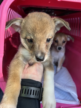 犬 譲ります 雑種 鹿児島県 35131