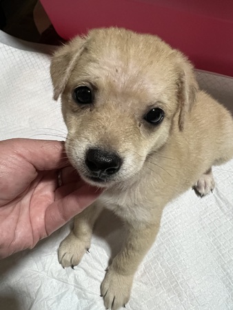 犬 譲ります 雑種 鹿児島県 35132
