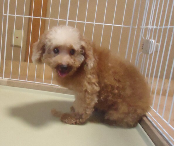 犬 譲ります Tプードル 大阪府 35140