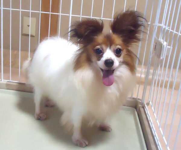 犬 譲ります パピヨン 大阪府 35141