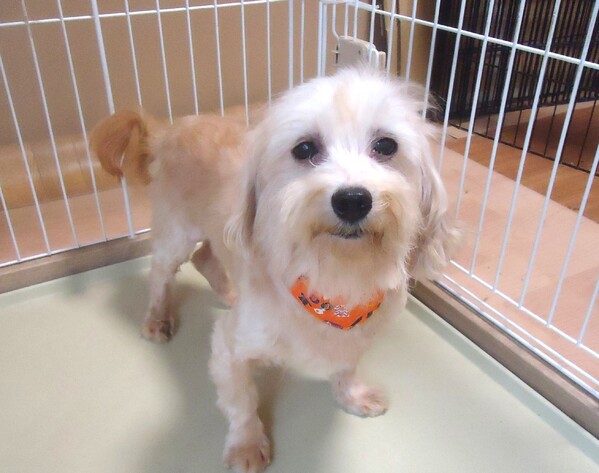 犬 譲ります 母プードル 父マルチーズ 大阪府 35142