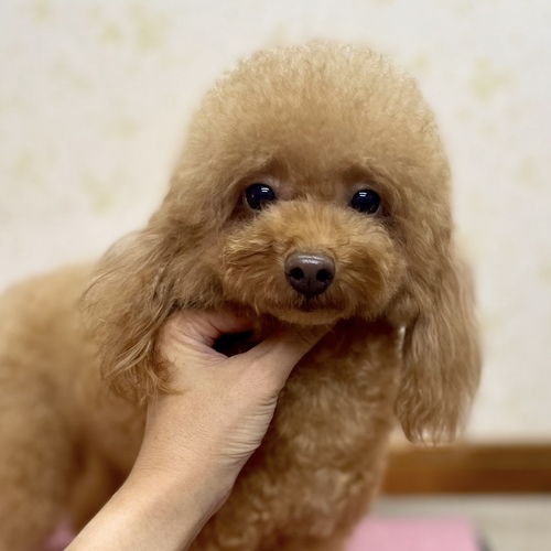 犬 譲ります トイプードル 静岡県 35147