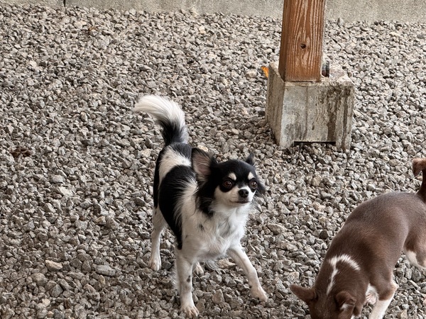 犬 譲ります ロングチワワ 福岡県 35154
