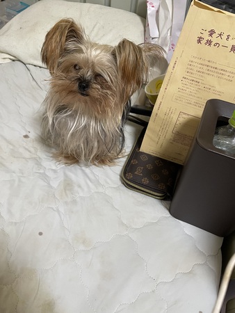 犬 譲ります ヨクシャテリア 東京都 35168