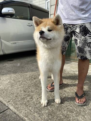 犬 譲ります 秋田犬 秋田県 35175