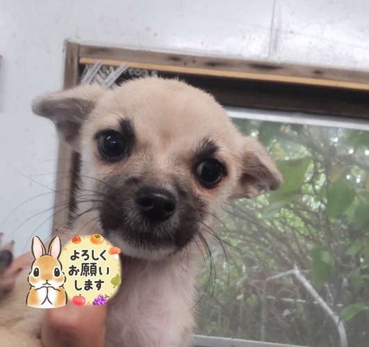 犬 譲ります パグちわ 千葉県 35182