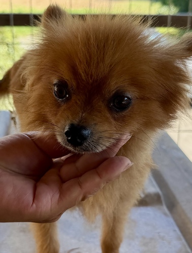 犬 譲ります ポメラニアンとチワワ 熊本県 35188