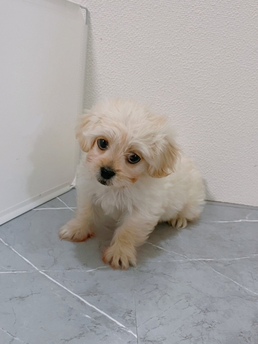 犬 譲ります マルプー 宮崎県 35193