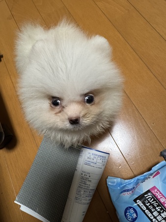 犬 譲ります ポメラニアン 大分県 35196