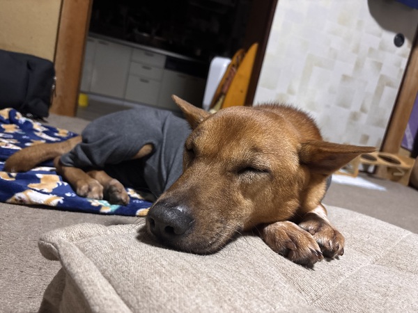 犬 譲ります 雑種 埼玉県 35202