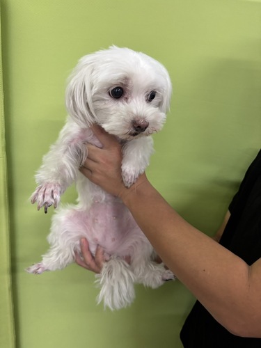 犬 譲ります マルチーズ 岐阜県 35228
