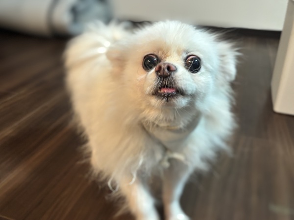 犬 譲ります ポメラニアン 兵庫県 35229