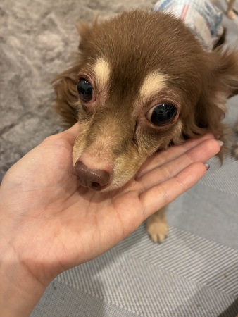 犬 譲ります チワワ 兵庫県 35233