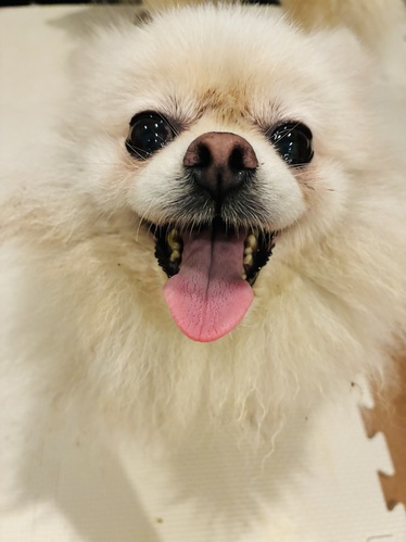 犬 譲ります ポメラニアン 兵庫県 35234