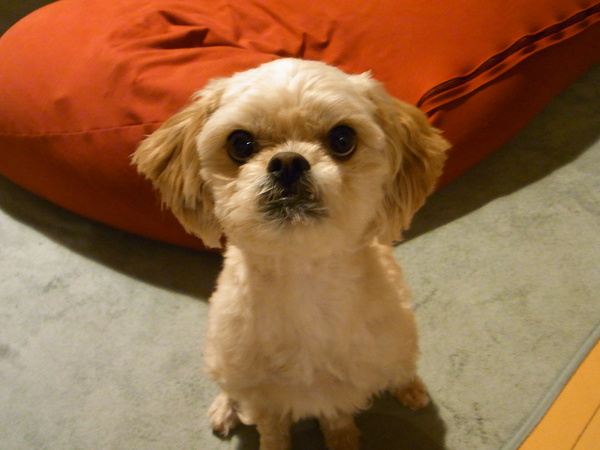  ܂ MIX@`~v[h s 35302