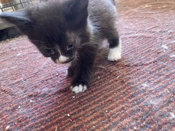  ܂ ~kGbg&mEF[W 򕌌 35304