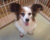 犬の里親 募集 パピヨン 女の子 35307