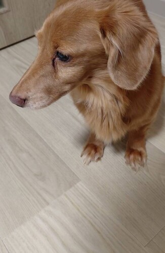  ܂ ~j`A_bNX kC 35358