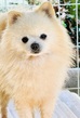 犬の里親 募集 ポメラニアンなど 35365