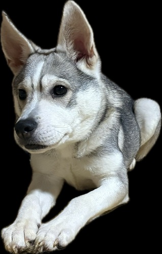  ܂ ~bNX _ސ쌧 35442