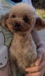 犬の里親 募集 トイプードル男の子 35443