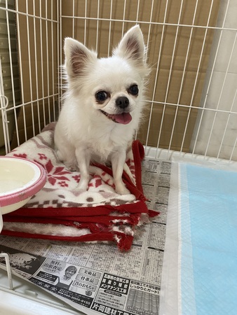 �� ����܂� �����O�R�[�g�`���� ���R�� 35484